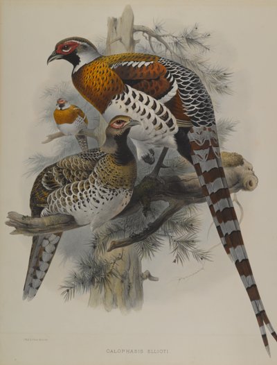 Calophasis Ellioti by John Gould